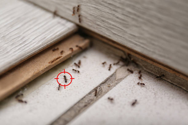 Best Cockroach Control Services  in Kermit, TX