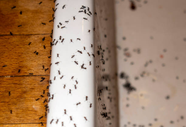 Insect Control in Kermit, TX
