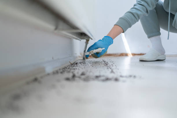 Best Local Pest Control Services  in Kermit, TX